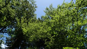 Preview wallpaper forest, trees, foliage, crowns, sky, nature
