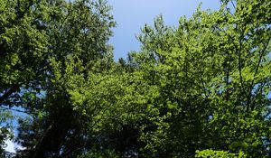 Preview wallpaper forest, trees, foliage, crowns, sky, nature