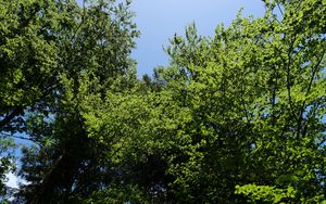 Preview wallpaper forest, trees, foliage, crowns, sky, nature