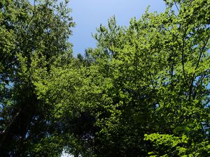 Preview wallpaper forest, trees, foliage, crowns, sky, nature