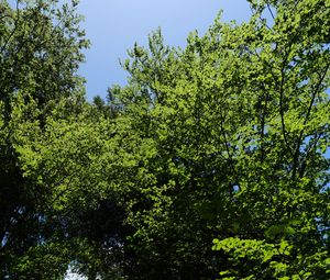 Preview wallpaper forest, trees, foliage, crowns, sky, nature