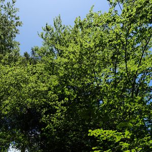 Preview wallpaper forest, trees, foliage, crowns, sky, nature