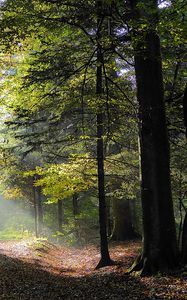 Preview wallpaper forest, trees, foliage, autumn, rays