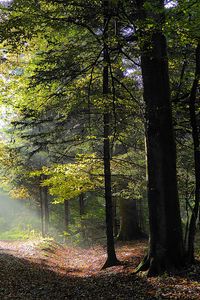 Preview wallpaper forest, trees, foliage, autumn, rays