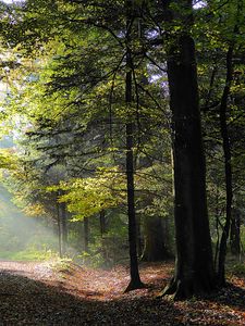 Preview wallpaper forest, trees, foliage, autumn, rays