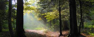 Preview wallpaper forest, trees, foliage, autumn, rays