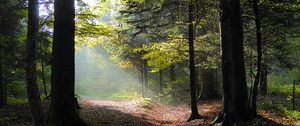 Preview wallpaper forest, trees, foliage, autumn, rays