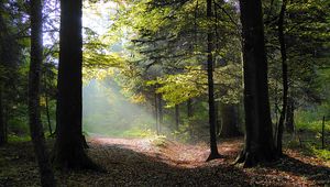 Preview wallpaper forest, trees, foliage, autumn, rays