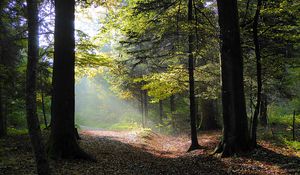Preview wallpaper forest, trees, foliage, autumn, rays