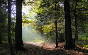 Preview wallpaper forest, trees, foliage, autumn, rays