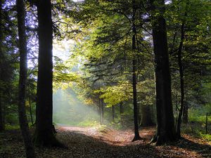 Preview wallpaper forest, trees, foliage, autumn, rays