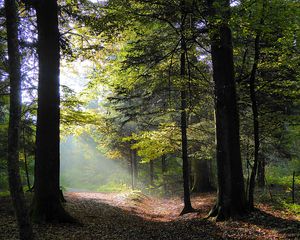 Preview wallpaper forest, trees, foliage, autumn, rays