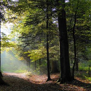 Preview wallpaper forest, trees, foliage, autumn, rays