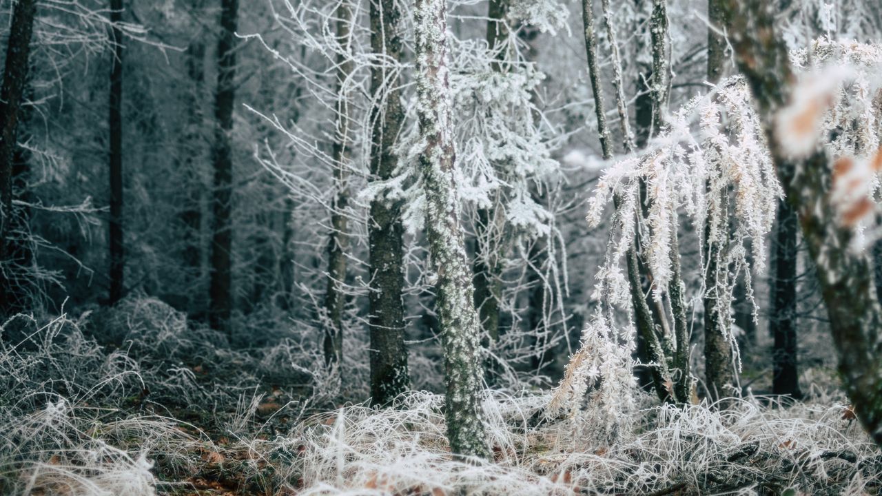 Wallpaper forest, trees, frost, winter, fallen leaves