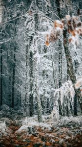 Preview wallpaper forest, trees, frost, winter, fallen leaves