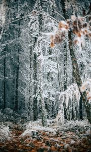 Preview wallpaper forest, trees, frost, winter, fallen leaves