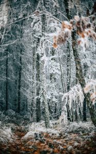 Preview wallpaper forest, trees, frost, winter, fallen leaves