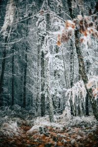 Preview wallpaper forest, trees, frost, winter, fallen leaves