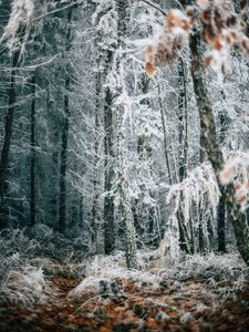 Preview wallpaper forest, trees, frost, winter, fallen leaves