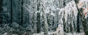 Preview wallpaper forest, trees, frost, winter, fallen leaves