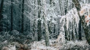 Preview wallpaper forest, trees, frost, winter, fallen leaves