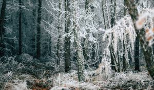 Preview wallpaper forest, trees, frost, winter, fallen leaves