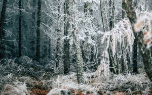 Preview wallpaper forest, trees, frost, winter, fallen leaves