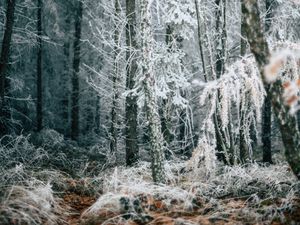 Preview wallpaper forest, trees, frost, winter, fallen leaves