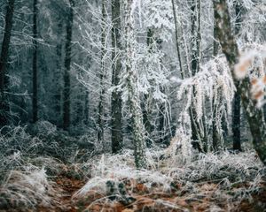 Preview wallpaper forest, trees, frost, winter, fallen leaves