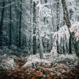 Preview wallpaper forest, trees, frost, winter, fallen leaves