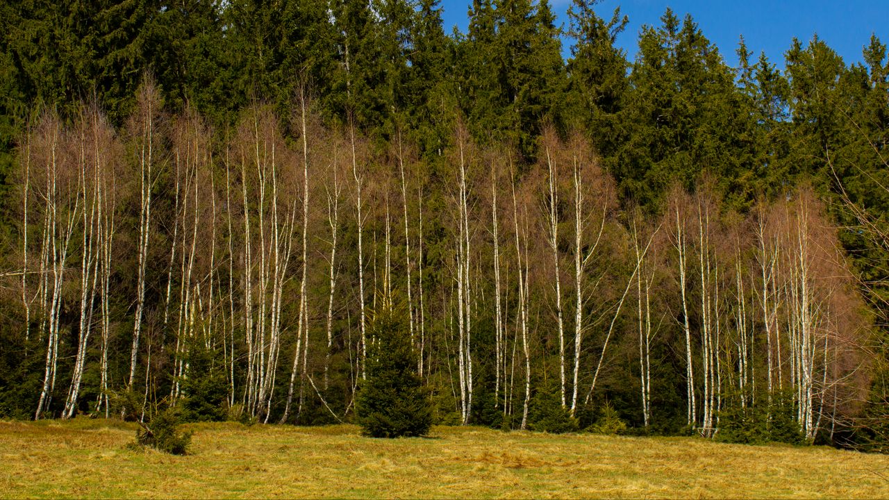 Wallpaper forest, trees, glade, nature, spring