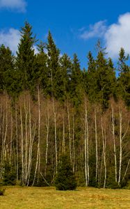 Preview wallpaper forest, trees, glade, nature, spring