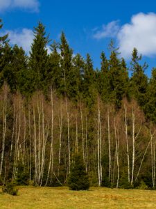 Preview wallpaper forest, trees, glade, nature, spring