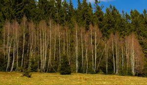 Preview wallpaper forest, trees, glade, nature, spring