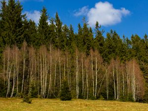 Preview wallpaper forest, trees, glade, nature, spring