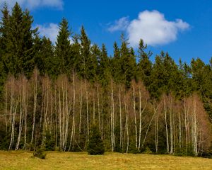 Preview wallpaper forest, trees, glade, nature, spring