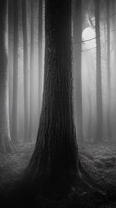 Preview wallpaper forest, trees, gloomy, dark, bw