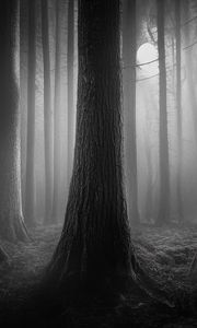 Preview wallpaper forest, trees, gloomy, dark, bw