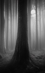 Preview wallpaper forest, trees, gloomy, dark, bw