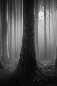 Preview wallpaper forest, trees, gloomy, dark, bw