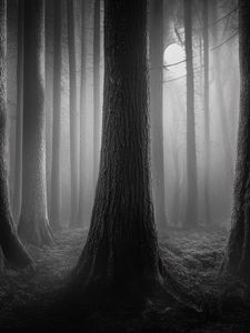 Preview wallpaper forest, trees, gloomy, dark, bw