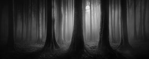 Preview wallpaper forest, trees, gloomy, dark, bw