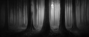 Preview wallpaper forest, trees, gloomy, dark, bw