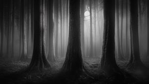 Preview wallpaper forest, trees, gloomy, dark, bw