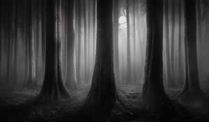 Preview wallpaper forest, trees, gloomy, dark, bw