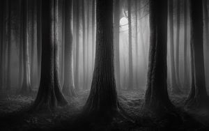 Preview wallpaper forest, trees, gloomy, dark, bw