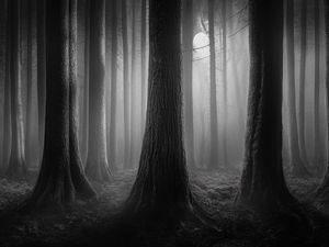 Preview wallpaper forest, trees, gloomy, dark, bw