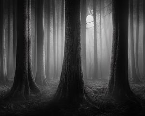 Preview wallpaper forest, trees, gloomy, dark, bw