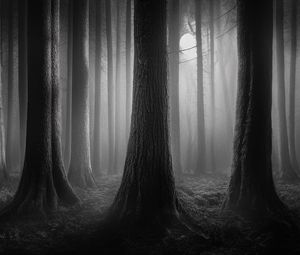 Preview wallpaper forest, trees, gloomy, dark, bw