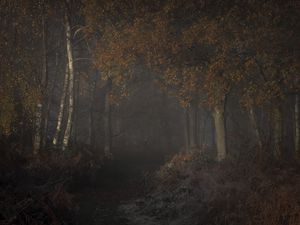 Preview wallpaper forest, trees, gloomy, dark